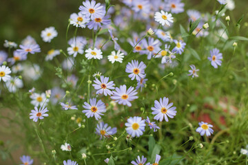 Swan river daisy in the garden. Close-up of white and purple tiny flowers.