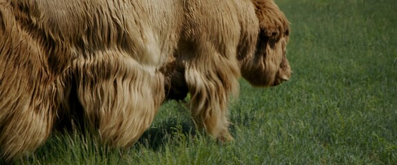 Munching on the lush summer meadow, the long-haired muskox enjoys the succulent green grass beneath its hooves. He moves around field, enjoying warm sun and fresh air, as he feeds on vegetation - obrazy, fototapety, plakaty