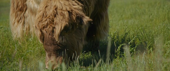 The long-haired muskox roams around the summer meadow, contentedly munching on juicy green grass beneath its hooves. He moves around field, enjoying warm sun and fresh air, as he feeds on vegetation