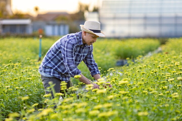 Asian gardener is cutting yellow zinnia flowers using secateurs for cut flower business and agriculture industry for export with copy space