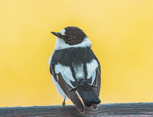 The collared flycatcher (Ficedula albicollis) is a stunning bird known for its striking black and white plumage, with a distinct white collar around its neck.