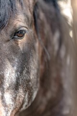 Vertical closeup of an Appaloosa horse face with brown coat and black hair