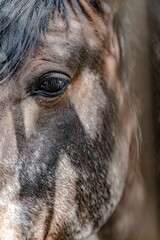 Vertical closeup of an Appaloosa horse face with brown coat and black hair