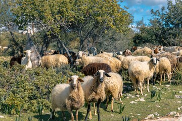 Naklejka na ściany i meble Herd of sheep grazing in a rural area with an abundant greenery on a sunny day