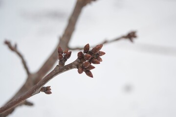 Close-up of a tree branch with flower buds emerging from the end of the branch