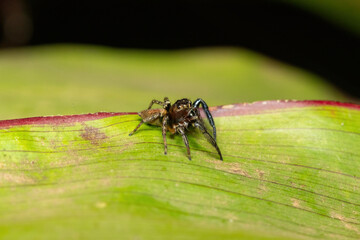 African Jumping Spiders (Thyenula sp)