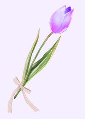 一輪のピンクのチューリップ　リボン　紫