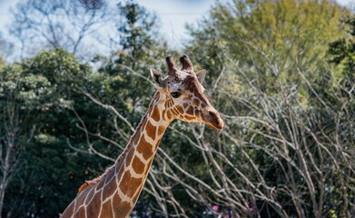 Close-up shot of an adorable giraffe standing in a lush green field of grass