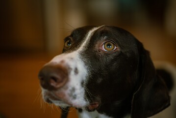 Close-up shot of an English Pointer with brown eyes on a blurred background at home