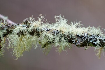 Closeup of usnea barbata and moss growing on a tree branch