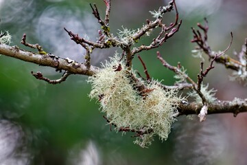 Closeup of usnea barbata and moss growing on a tree branch