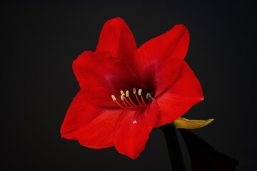 red amaryllis flower on black background - obrazy, fototapety, plakaty