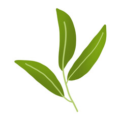 green leaves isolated on white background