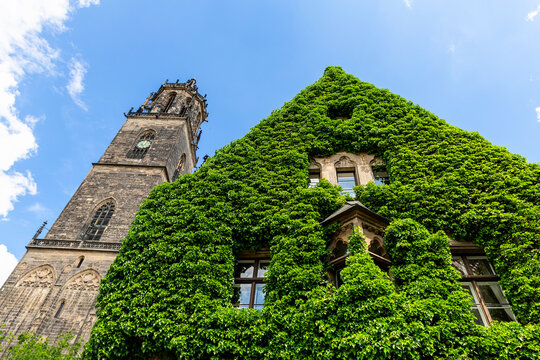 Magdeburg gothic medieval cathedral Dom church slate tile roof and green fresh Ivy covered old stone wall against clear blue sky sunny day. Plunt creeper overgrown building facade with rooftop window