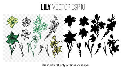 Lily flowers, hand drawn sketches. Set of floral elements isolated on transparent background. Great for design patterns, card, decorations