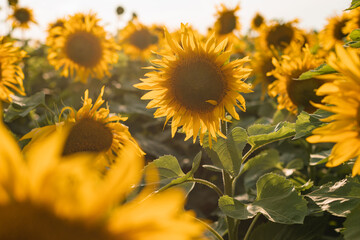 Fototapeta premium Sunflowers in the sun.