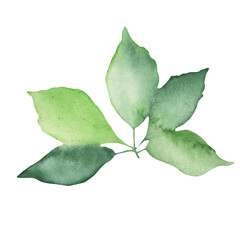 Watercolor green leaves elements. Botanical isolated on white background suitable for Wedding Invitation, save the date, thank you, or greeting card.