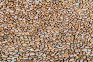 A view of peeled and dryed coffee beans in La Fortuna, Costa Rica during the dry season