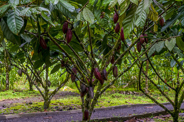 A view of cocao pods ripening in La Fortuna, Costa Rica during the dry season - obrazy, fototapety, plakaty