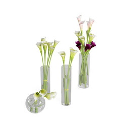 3D rendering of white and maroon lily flowers in cylinder glass vases isolated on white background