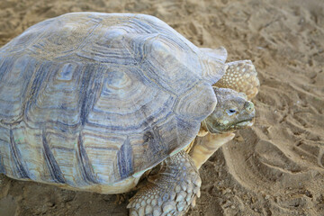 Portrait of Turtle at the farm in Thailand.