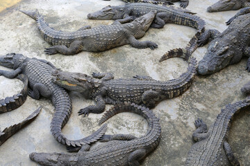 Crocodile in the farm and zoo in Thailand.