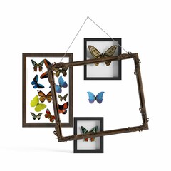 Closeup shot of frames with species of different butterflies on a white background