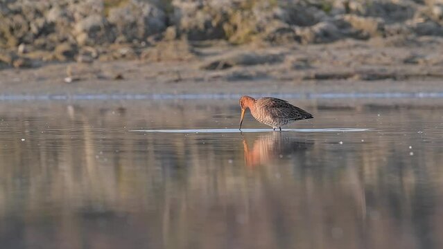 At sunrise in the pond, the black tailed godwit (Limosa limosa)