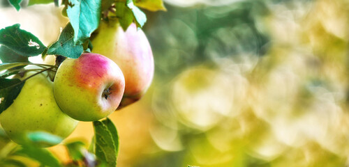 Apples in outdoor setting. A photo of taste and beautiful apples.