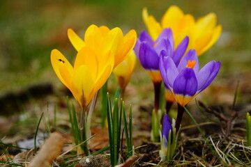 Yellow and blue BEST spring crocus flowers on the green grass background