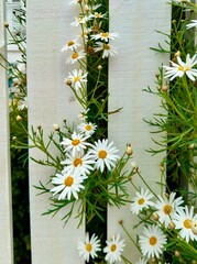 White daisies with yellow centers blooming along white painted wood fence - 594316073