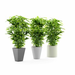 3D rendering of plants in pots isolated on a white background