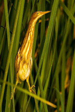Great bittern bird perching on grass