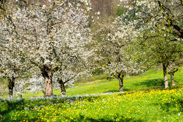 Frühling