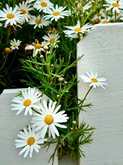 White daisies with yellow centers on a wooden fence background - 594317055