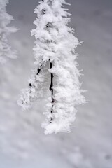 a snow covered branch with water droplets on it's tops