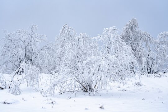 Stunning winter scene with snow-covered trees and shrubs providing a dazzling contrast