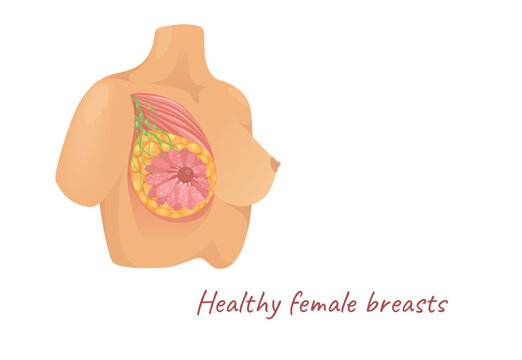Concept Mammary glands female breasts. This illustration depicts the female breast and its internal structures in a flat, vector style. Vector illustration.