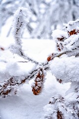 Thick layer of snow coats a tree branch, highlighting the vibrant orange of its leaves