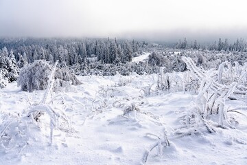 Winter landscape with snow-covered trees set against a twilight sky