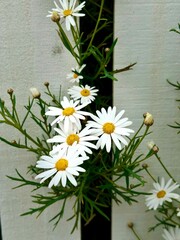 Closeup of white daisies blooming on green plant between wooden fence slats