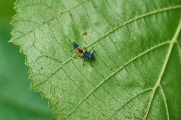 Larve des Asiatischen Marienkäfers (Harmonia axyridis)