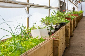 Plants growing in a greenhouse