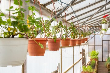 Potted plants growing in a greenhouse