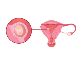 Concept Female anatomy uterus pregnancy. This flat vector illustration depicts the various stages of fetal development during pregnancy. Vector illustration.