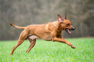 Rhodesian ridgeback running athletic dog 