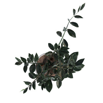 decorative flowers and plants for the interior, top view, isolated on transparent background, 3D illustration, cg render