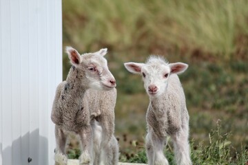 Obraz premium Targhee sheeps standing next to a fence