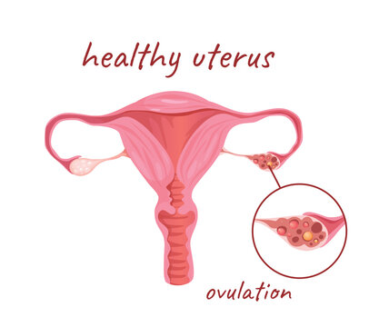 Concept Female anatomy uterus ovulation. This illustration is a flat, vector design of the uterus, an important reproductive organ in the female body. Vector illustration.