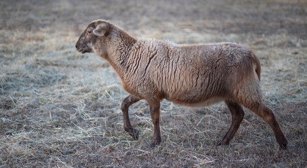 Brown Katahdin sheep ewe walking across a field
